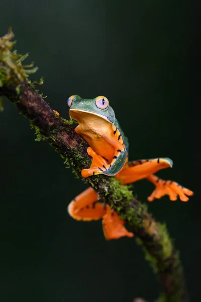 Splendid Tree Frog Splendid Leaf Frog Cruziohyla Calcarifer Beautiful Frog — стокове фото