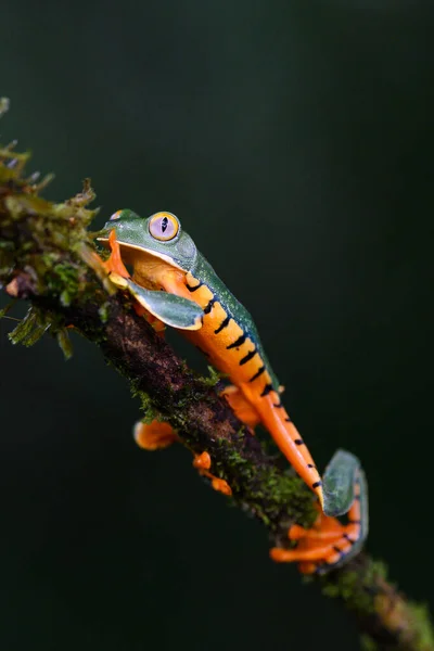 Splendid Tree Frog Splendid Leaf Frog Cruziohyla Calcarifer Beautiful Frog — Fotografia de Stock