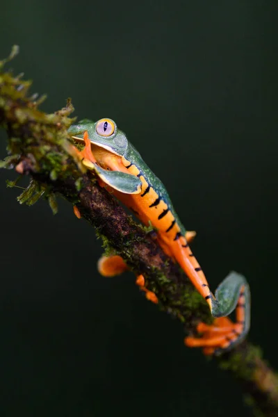 Splendid Tree Frog Splendid Leaf Frog Cruziohyla Calcarifer Beautiful Frog — Photo