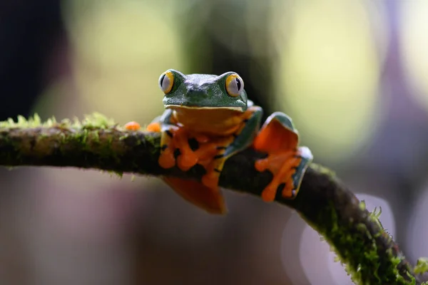 Splendid Tree Frog Splendid Leaf Frog Cruziohyla Calcarifer Beautiful Frog — Stok fotoğraf