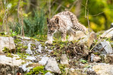Ağaç gövdesi ile yeşil orman Lynx. Doğadan yaban hayatı sahne. Bayağı vaşak, hayvan davranış habitat içinde oynamaya. Almanya'dan vahşi kedi. Ağaçların arasında vahşi Bobcat
