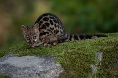 Büyük benekli genet (Genetta tigrina) doğal ortamlarında, Güney Afrika
