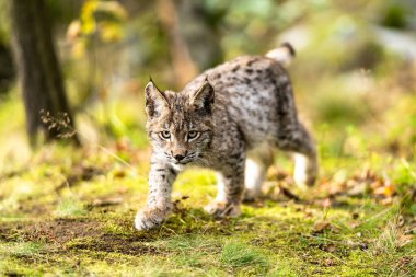 Ağaç gövdesi ile yeşil orman Lynx. Doğadan yaban hayatı sahne. Bayağı vaşak, hayvan davranış habitat içinde oynamaya. Almanya'dan vahşi kedi. Ağaçların arasında vahşi Bobcat