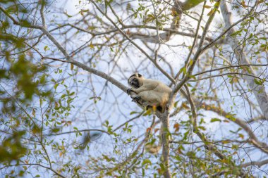 Madagaskar yağmur ormanlarındaki bir ağacın dalında küçük bir lemur..