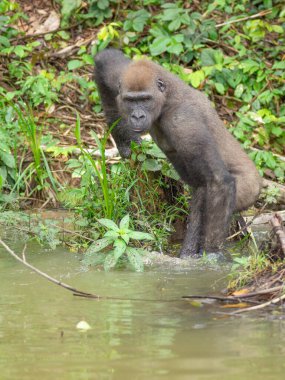 Bir Batı gorili (Goril) Afrika Gabonu.