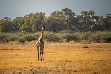 Bu yetişkin Rothschild zürafası (Giraffa camelopardalis rothschildi) açık çayırlarda yürürken görülür..