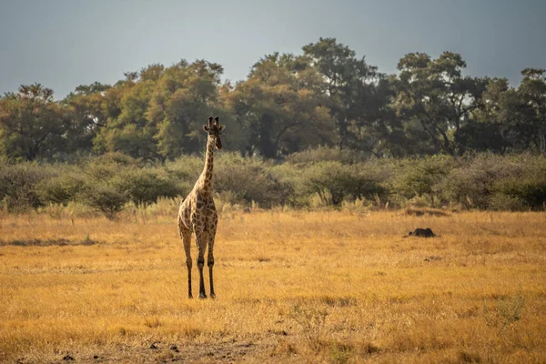 Bu yetişkin Rothschild zürafası (Giraffa camelopardalis rothschildi) açık çayırlarda yürürken görülür..