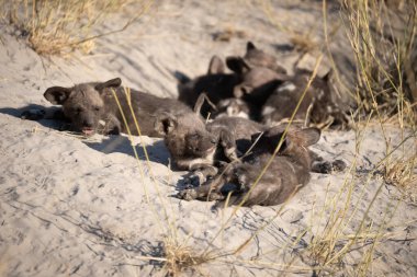 Afrika vahşi köpeği Lycaon Pictus, suda yürüyor. Büyük kulaklı boyanmış köpek avlamak, doğal ortamında güzel vahşi hayvan. Doğa, Moremi, Okavanago deltası, Botswana, Afrika