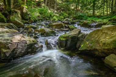 The picture shows a stream running through a forest that is filled with rocks and moss-covered boulders