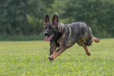 Bu resim bir Alman Çoban Köpeğini gösteriyor (GSD).