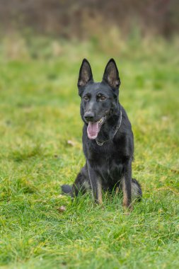 Resimdeki köpek muhtemelen siyah bir Alman çoban köpeği ya da Hollanda çoban köpeği..