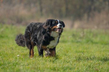 Bernese Dağ Köpeği, İsviçre 'de yaşayan bir köpek cinsidir. Dev bir köpek cinsi, uzun saçlı, üç renkli, uyumlu ve dengeli..