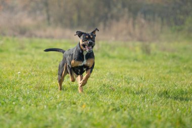 Resim çimenli bir alanda koşan Rottweiler köpeğini gösteriyor..
