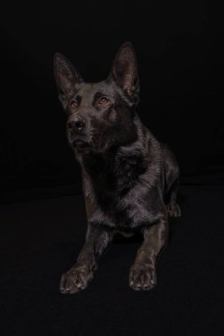 Resimdeki köpek muhtemelen siyah bir Alman çoban köpeği ya da Hollanda çoban köpeği..