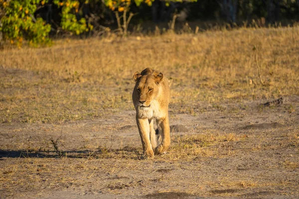 Savannah çim üzerinde yalan büyük aslan. düz ve tepelerin arka planda karakteristik ağaçlarla peyzaj
