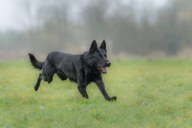 Resimdeki köpek muhtemelen siyah bir Alman çoban köpeği ya da Hollanda çoban köpeği..