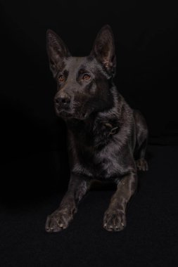 Resimdeki köpek muhtemelen siyah bir Alman çoban köpeği ya da Hollanda çoban köpeği..