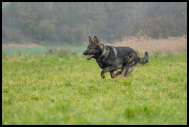 Bu resim bir Alman Çoban Köpeğini gösteriyor (GSD).
