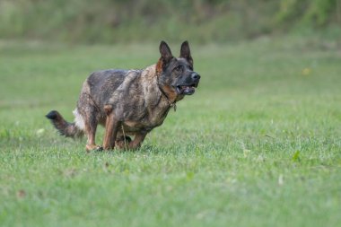 Bu resim bir Alman Çoban Köpeğini gösteriyor (GSD).