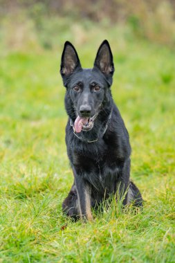 Resimdeki köpek muhtemelen siyah bir Alman çoban köpeği ya da Hollanda çoban köpeği..