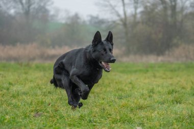 Resimdeki köpek muhtemelen siyah bir Alman çoban köpeği ya da Hollanda çoban köpeği..