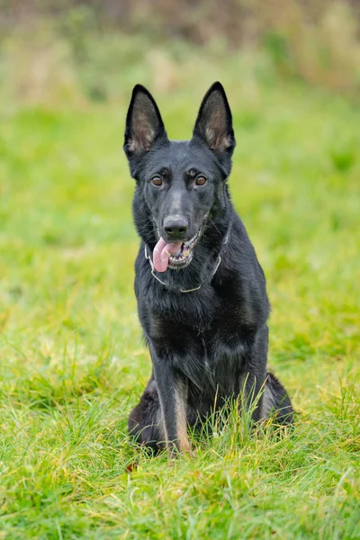 Resimdeki köpek muhtemelen siyah bir Alman çoban köpeği ya da Hollanda çoban köpeği..
