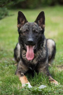 Bu resim bir Alman Çoban Köpeğini gösteriyor (GSD).