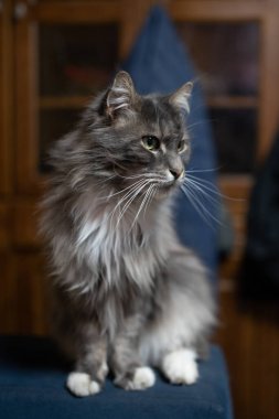 Evcil, tapılası, siyah, gri, Maine Rakunu kedi yavrusu, gün ışığında genç, barışçıl kedi.