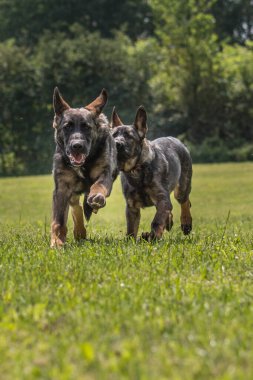 Bu resim bir Alman Çoban Köpeğini gösteriyor (GSD).