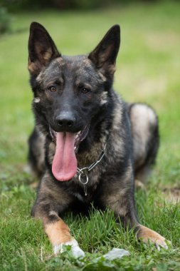 Bu resim bir Alman Çoban Köpeğini gösteriyor (GSD).