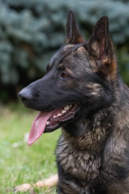 Bu resim bir Alman Çoban Köpeğini gösteriyor (GSD).