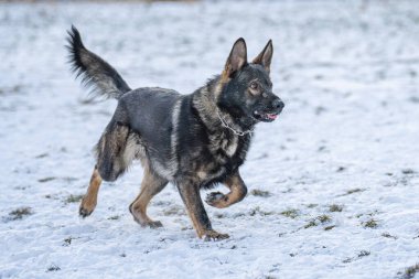 Bu resim bir Alman Çoban Köpeğini gösteriyor (GSD).