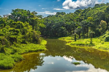 Peru nehrinden tropikal yağmur ormanı manzarası.