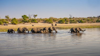 Günbatımında Afrika filleri sürüsü Botswana (Loxodonta africana)