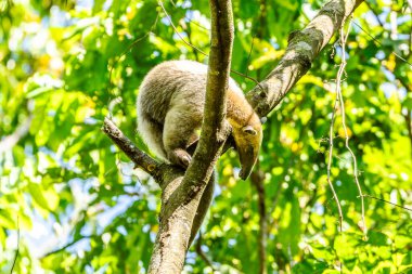 Arjantin 'in astropikal yağmur ormanlarında Yakalı Karınca Avcısı (Tamandua tetradactyla)