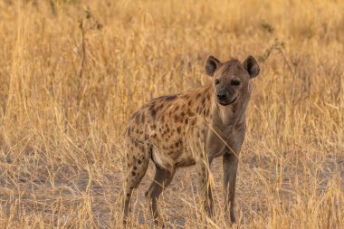 Sırtlan, ayrıntılı portre. Benekli sırtlan, Crocuta timsahı, su birikintisinin yanında kızgın hayvan, ağaçlı karanlık orman. Doğadaki hayvanlar, Okavango, Botswana. Vahşi yaşam Afrika.