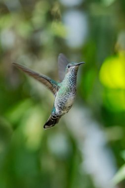 Işıl ışıl menekşe (Colibri coruscans) Ekvador