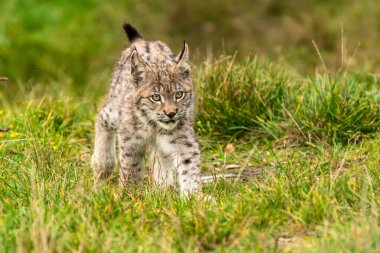 Ağaç gövdesi ile yeşil orman Lynx. Doğadan yaban hayatı sahne. Bayağı vaşak, hayvan davranış habitat içinde oynamaya. Almanya'dan vahşi kedi. Ağaçların arasında vahşi Bobcat