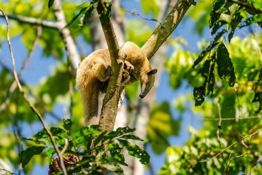 Arjantin 'in astropikal yağmur ormanlarında Yakalı Karınca Avcısı (Tamandua tetradactyla)