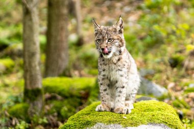 Ağaç gövdesi ile yeşil orman Lynx. Doğadan yaban hayatı sahne. Bayağı vaşak, hayvan davranış habitat içinde oynamaya. Almanya'dan vahşi kedi. Ağaçların arasında vahşi Bobcat