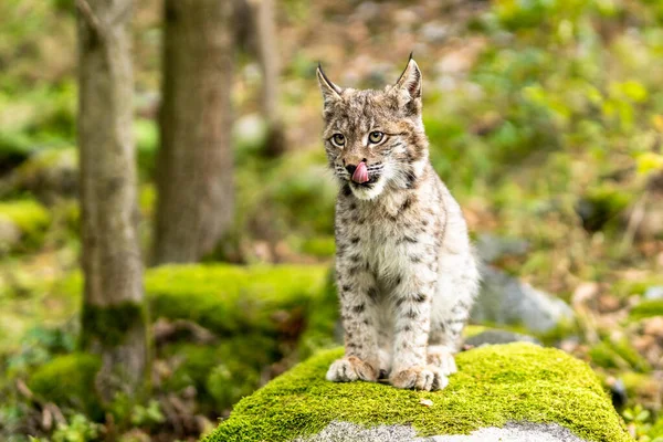 Ağaç gövdesi ile yeşil orman Lynx. Doğadan yaban hayatı sahne. Bayağı vaşak, hayvan davranış habitat içinde oynamaya. Almanya'dan vahşi kedi. Ağaçların arasında vahşi Bobcat