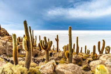 Salar de Uyuni tuz ovaları ile ada Incahuasi gündoğumu zaman, and Dağları'nda, Bolivya, Güney Amerika, büyük kaktüsler.