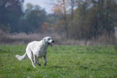 Resimdeki köpek bir Beyaz İsviçre Çobanı (Berger Blanc Suisse)).