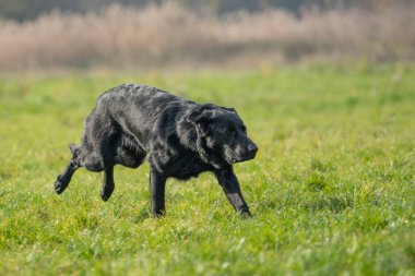 Resimdeki köpek muhtemelen siyah bir Alman çoban köpeği ya da Hollanda çoban köpeği..