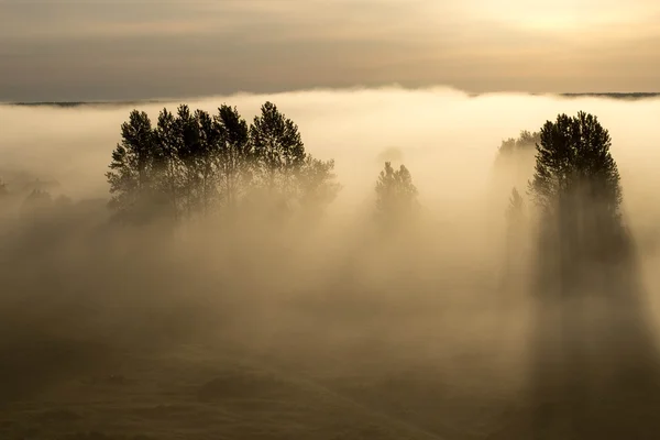 Temprano niebla mañana — Foto de Stock