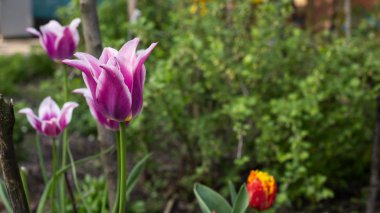 Parlak bahar laleler