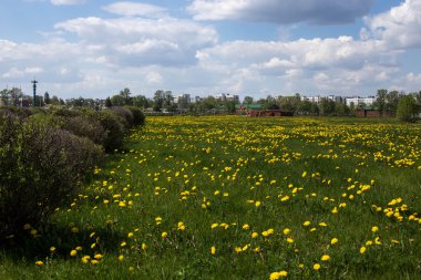 Parlak bahar çiçekleri