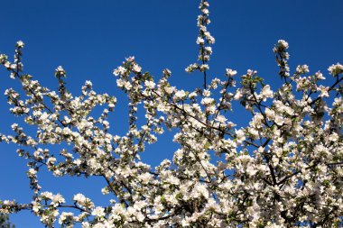 Parlak bahar çiçekleri