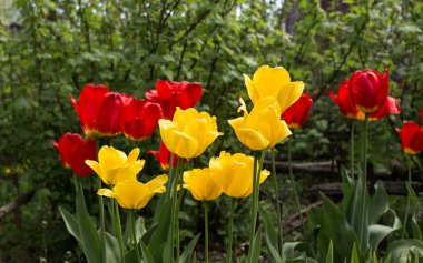 Baharda güzel laleler