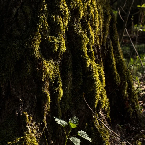 Orman yaz times — Stok fotoğraf